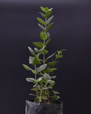 Boldo – Belleza Medicinal y Nativa para Tu Jardín